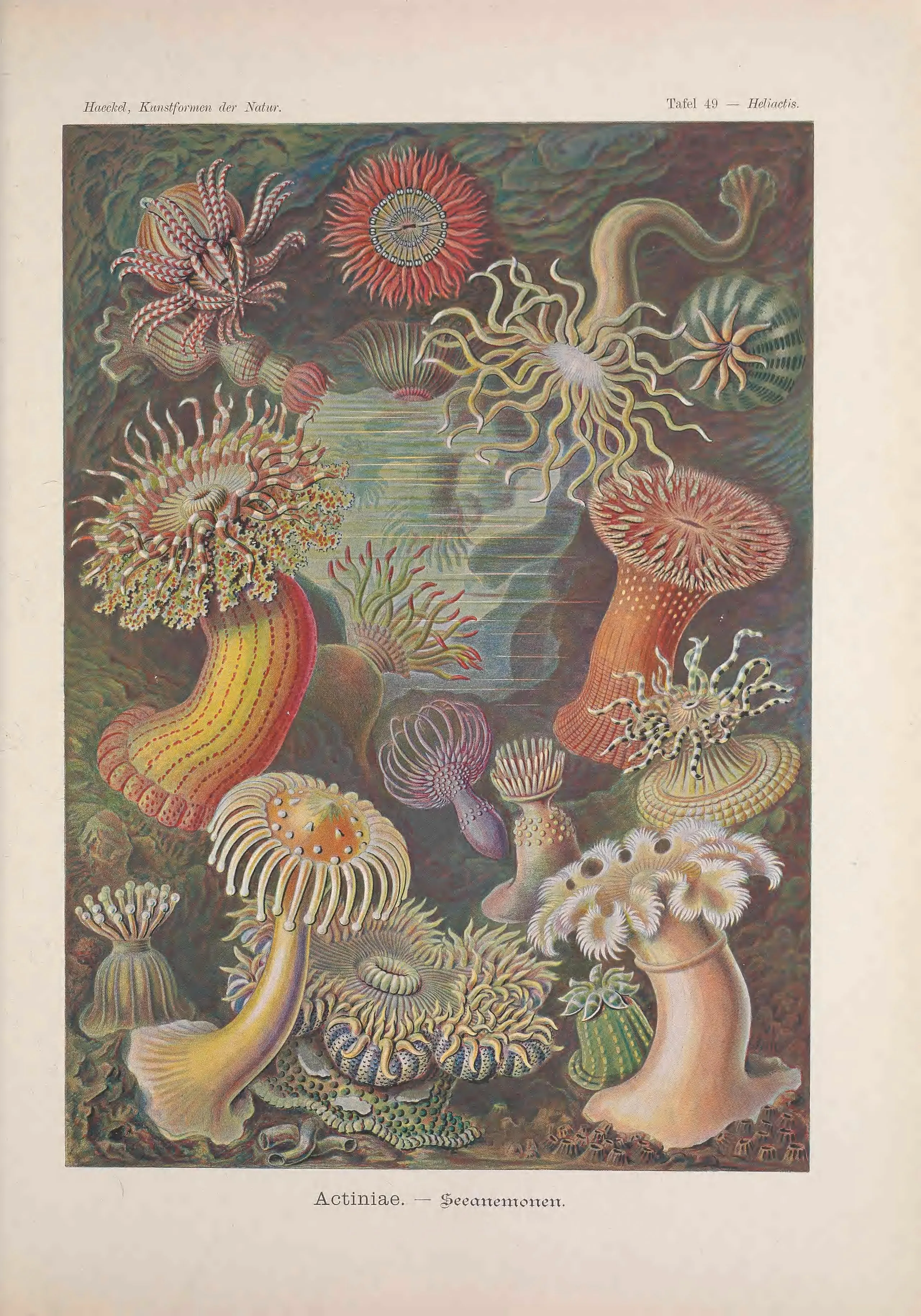 A full-page colour plate of sea anemones in red, yellow, green and violet against a dark seabed, headed Haeckel, Kunstformen der Natur, Tafel 49 and captioned Actiniae, Seeanemonen.